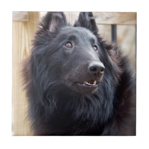 Carreau En Céramique Chien de moutons belge