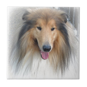 Carreau En Céramique Chien doux
