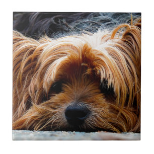 Carreau En Céramique Chien du Yorkshire Terrier