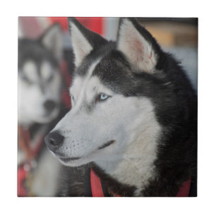 Carreau En Céramique Chien husky avant une course, Canada