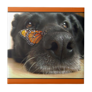 Carreau En Céramique Chien noir de laboratoire avec le papillon