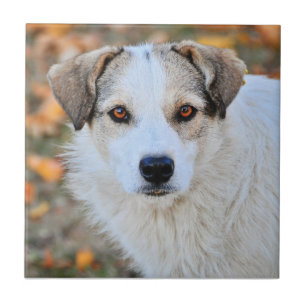 Carreau En Céramique Chien observé par brun