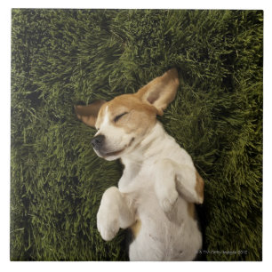 Carreau En Céramique Chien se situant dans le sommeil d'herbe