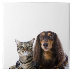Carreau En Céramique Chien (teckel) et chat (chat japonais) sur le