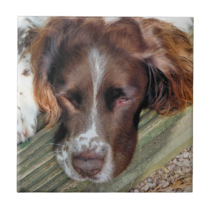 CARREAU EN CÉRAMIQUE CHIENS