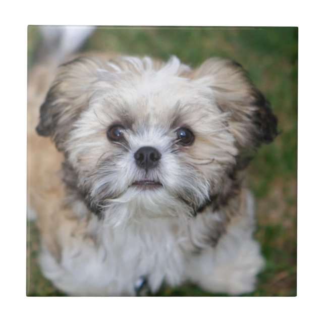 Carreau En Céramique Chiot (Devant)