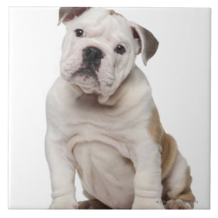 Carreau En Céramique Chiot anglais de bouledogue (2 mois)