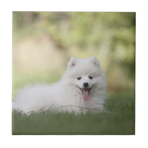 Carreau En Céramique Chiot blanc à suave