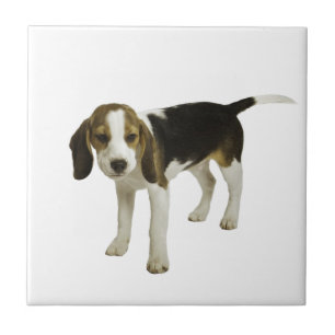 Carreau En Céramique Chiot de beagle