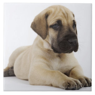Carreau En Céramique Chiot de great dane se situant dans le studio