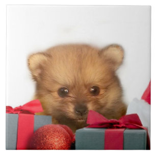 Carreau En Céramique Chiot de Pomeranian de Noël