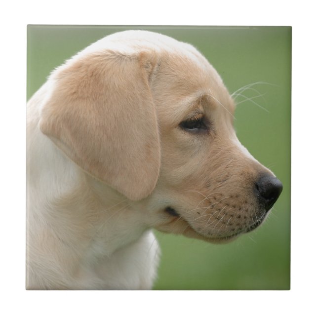Carreau En Céramique Chiot de repêcheur du labrador jaune (Devant)