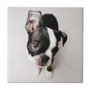 Carreau En Céramique Chiot d'Edison Boston Terrier