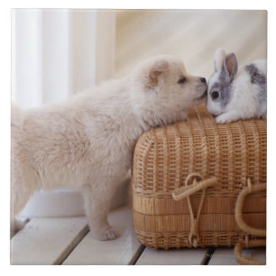 Carreau En Céramique Chiot et lapin