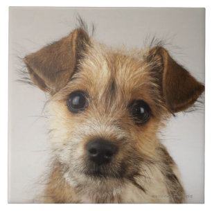 Carreau En Céramique Chiot (familiaris de Canis)