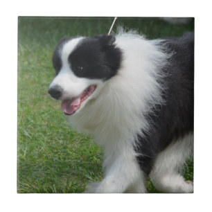 Carreau En Céramique Chiot mignon de border collie
