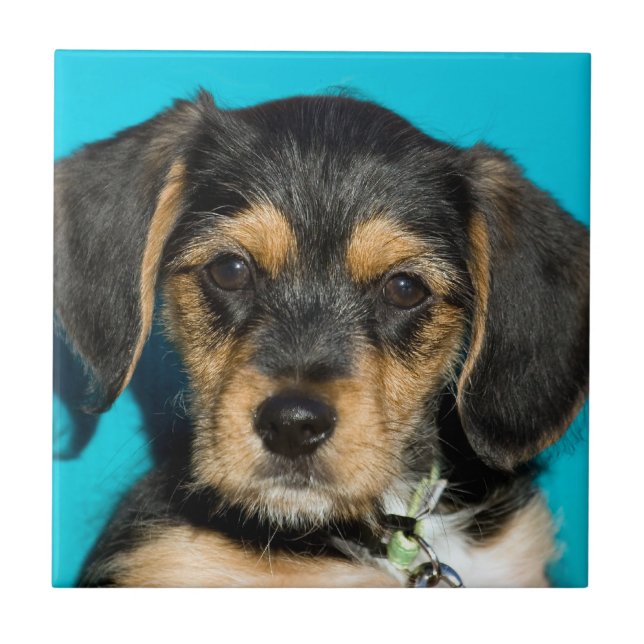 Carreau En Céramique Chiot mignon de Borkie (Devant)