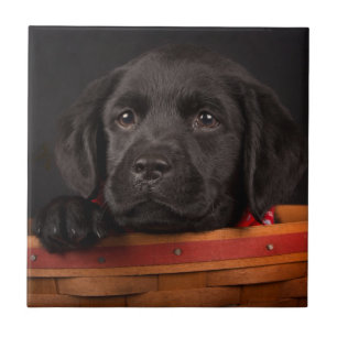 Carreau En Céramique Chiot noir de labrador retriever dans un panier