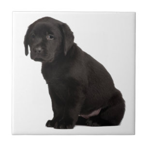 Carreau En Céramique Chiot noir du Labrador