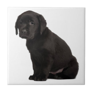 Carreau En Céramique Chiot noir Labrador
