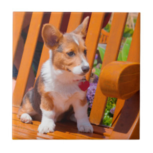 Carreau En Céramique chiot Pembroke Welsh Corgi assis sur un banc de pa