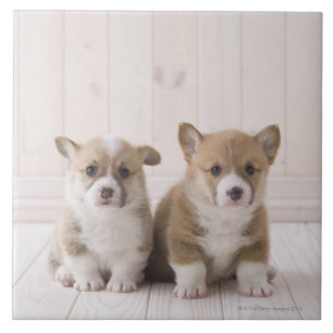 Carreau En Céramique Chiots de corgi de Gallois