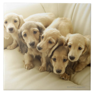 Carreau En Céramique Chiots de saucisse