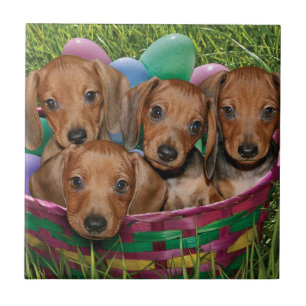 Carreau En Céramique Chiots de teckel