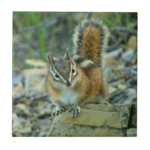 Carreau En Céramique Chipmunk dans le parc national des Glaciers