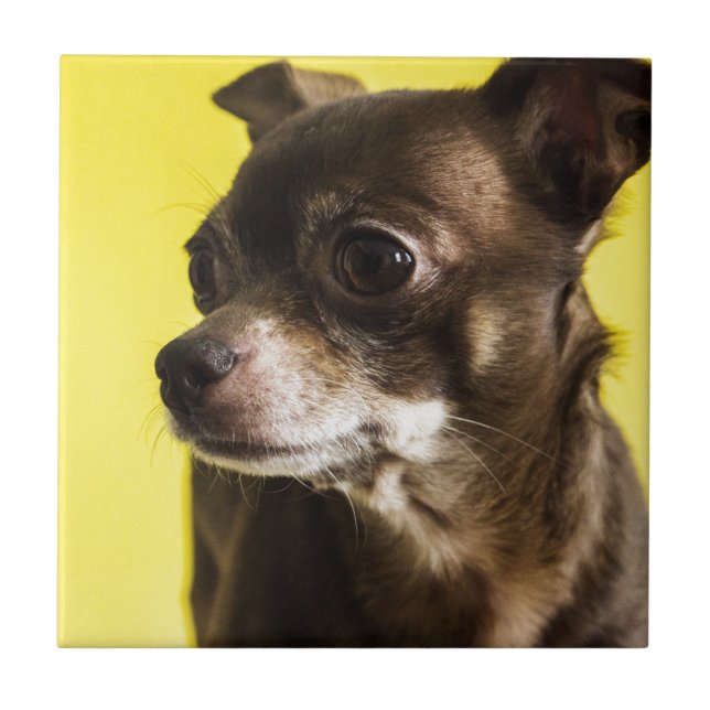 Carreau En Céramique chiwawa (Devant)