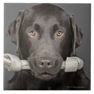Carreau En Céramique Chocolat Labrador