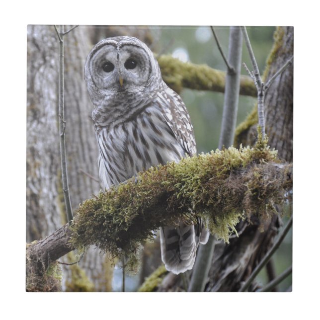 Carreau En Céramique Chouette barrée reposant sur un membre couvert de  (Devant)