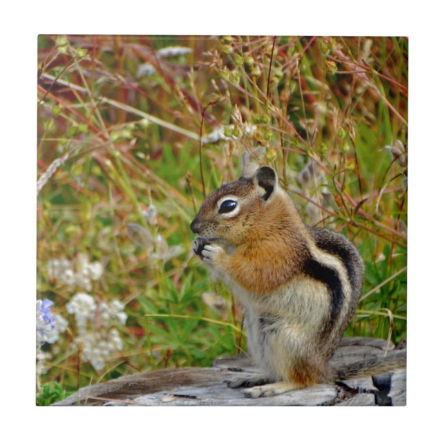 Carreau En Céramique Chubby mignon chipmunk sur la souche de bois (Devant)