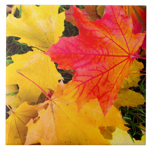 Carreau En Céramique Chute des feuilles d'érable au sol (Devant)