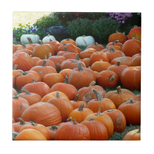 Carreau En Céramique Citrouilles et Chrysanthèmes Photographie de la ré