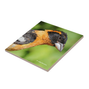 Carreau En Céramique Closeup d'un beau Grosbeak à tête noire