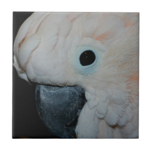 Carreau En Céramique Cockatoscope rose Moluccan Animaux de perroquets