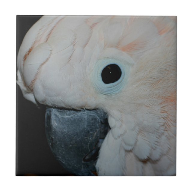 Carreau En Céramique Cockatoscope rose Moluccan Animaux de perroquets (Devant)