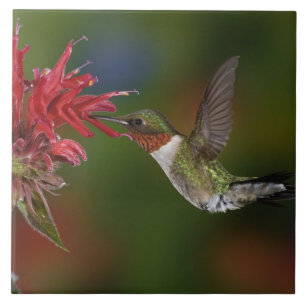 Carreau En Céramique Colibri à gorge rubis mâle