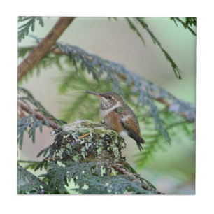 Carreau En Céramique Colibri de bébé collant sa langue