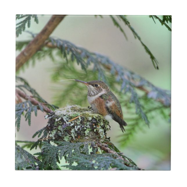 Carreau En Céramique Colibri de bébé collant sa langue (Devant)