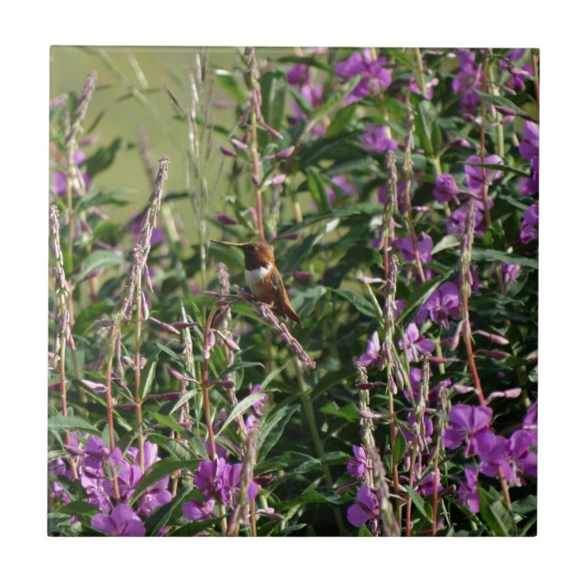 Carreau En Céramique Colibri en pourpre (Devant)
