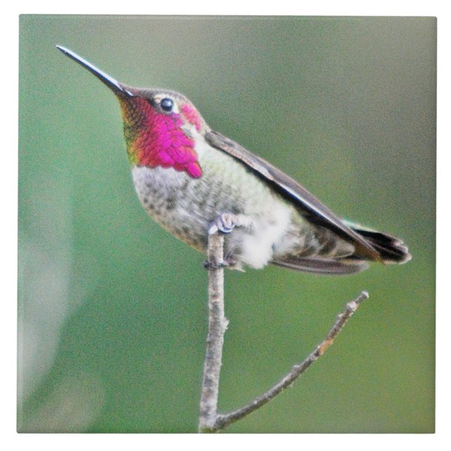 Carreau En Céramique Colibri été perché (Devant)