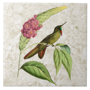 Carreau En Céramique Colibri olivacé de cru de Thornbill