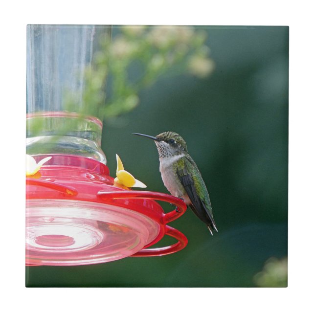 Carreau En Céramique Colibri perché (Devant)