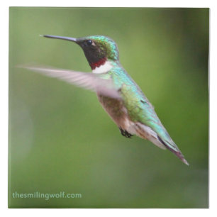 Carreau En Céramique Colibri Rubis-Throated