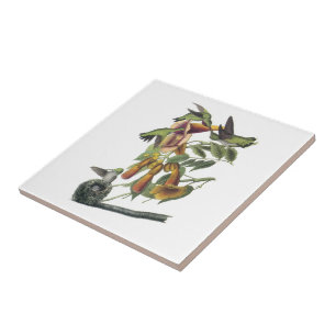 Carreau En Céramique colibri Rubis-throated par Audubon