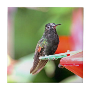 Carreau En Céramique Colibri tropical au conducteur