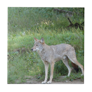 Carreau En Céramique Collection Coyote