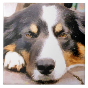 CARREAU EN CÉRAMIQUE COLLIE FRONTALIÈRE